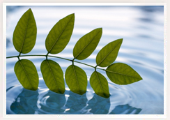 Leaves and Water